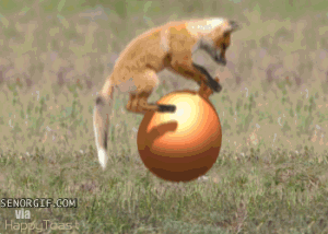 Fuchs Spaß Fuchs Spaß